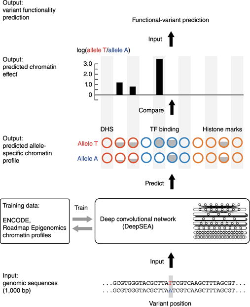 Schematic overview of the DeepSEA pipeline, a strategy for predicting chromatin effects of noncoding variants