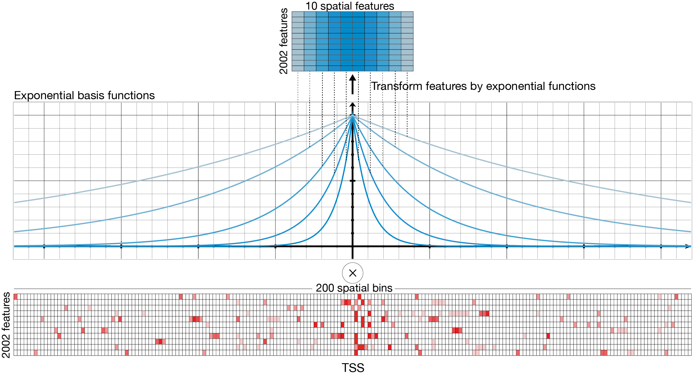 Schematic representation of spatial transformation in ExPecto. 