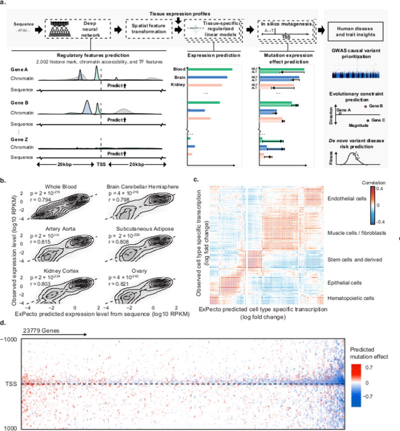 Deep learning-based sequence model accurately predicts cell type-specific gene expression
